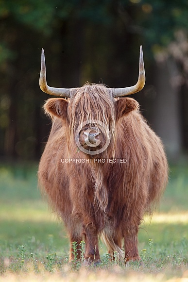 Highland Cattle