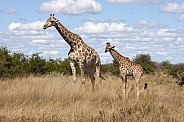 Giraffe - Botswana