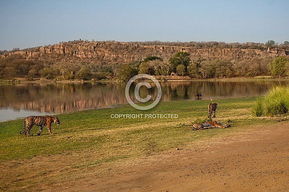 Beautiful tiger in the nature habitat. Tiger pose in amazing light. Wildlife scene with wild animal. Indian wildlife. Indian tiger. Panthera tigris tigris. Beautiful tiger in the nature habitat. Tiger pose in amazing light. Wildlife scene with wild animal. Indian wildlife. Indian tiger. Panthera tigris tigris.