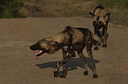 African Painted Dog
