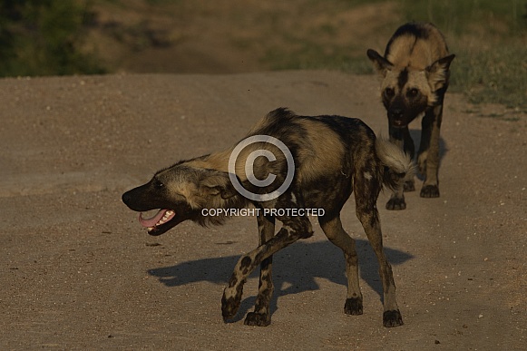 African Painted Dog