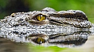 Crocodile at the surface