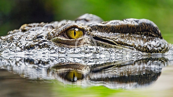 Crocodile at the surface Crocodile at the surface