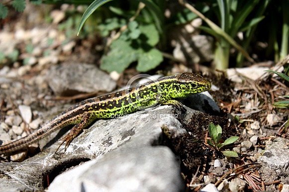 Male sand lizard - Lacerta agilis