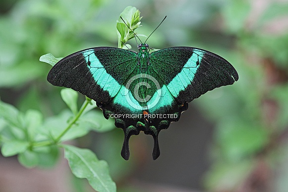 Green banded Swallowtail Green banded Swallowtail