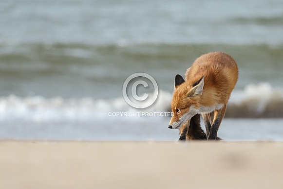 Red Fox Red Fox
