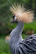 East African Crested Crane