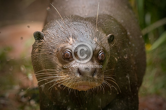 Giant Otter Face Shot Close Up