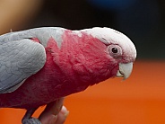Pink Galah Cockatoo