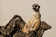 Meerkat Sitting on Branch