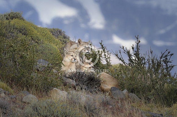 Puma (Puma concolor)