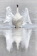 Swan--Trumpeter Swan