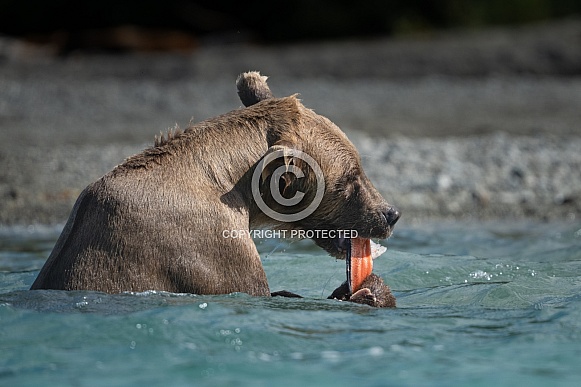 Bear in a blue lake eating a salmon