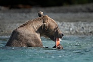Bear in a blue lake eating a salmon
