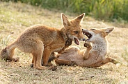 Juvenile Red Foxes