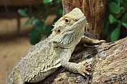 Bearded Dragon - Pogona vitticeps