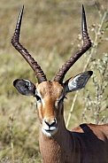 Young Male Impala - Kaokoland - Namibia