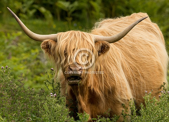 Highland Cow Highland Cow
