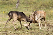 Fallow Deer