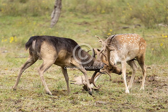 Fallow Deer Fallow Deer