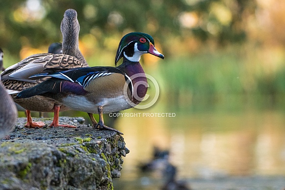 Wood Duck