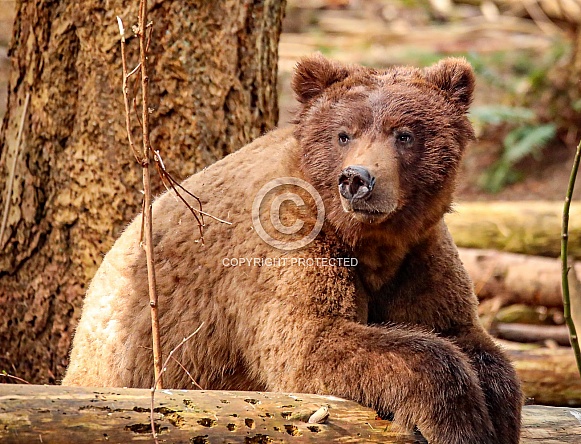 Brown bear in the woods Brown bear in the woods