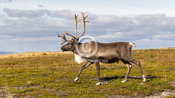 The reindeer or caribou (Rangifer tarandus) The reindeer or caribou (Rangifer tarandus)