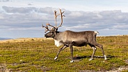 The reindeer or caribou (Rangifer tarandus)