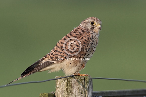 The common Kestrel