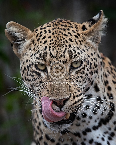 African Leopard African Leopard