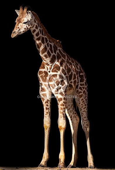 Rothschild's Giraffe Calf Full Body Black Background