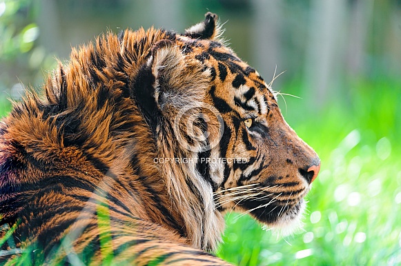Sumatran Sumatran