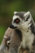 ring-tailed lemur