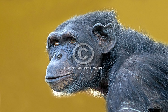 Chimpanzee (Pan troglodytes) Chimpanzee (Pan troglodytes)