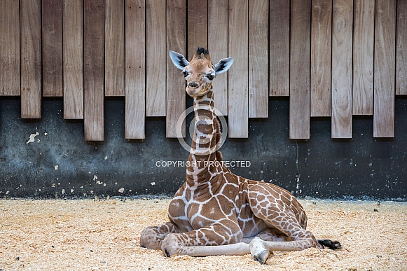 Giraffe Calf (2 weeks old) Giraffe Calf (2 weeks old)