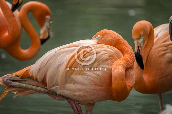 Flamingo Flamingo
