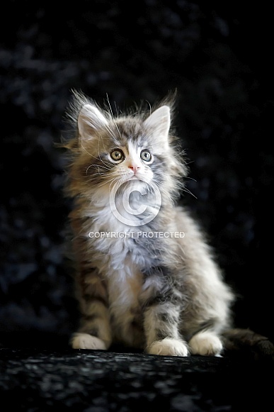 Maine coon