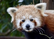 Red Panda