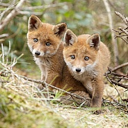 Two Red Fox Cub