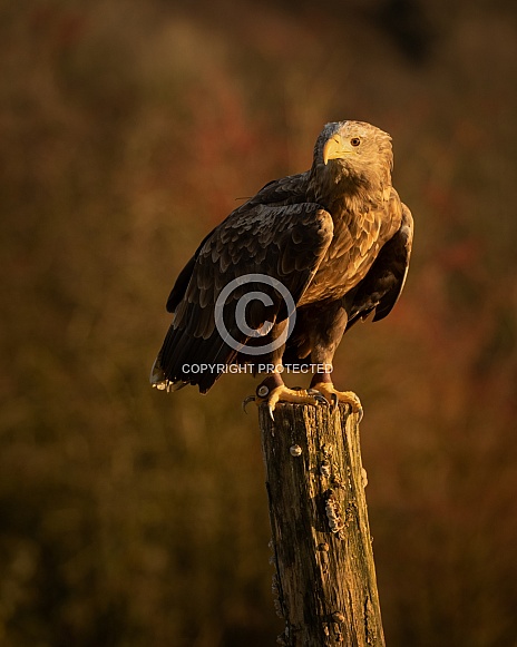 Golden Eagle Golden Eagle