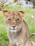 African Lion (young)