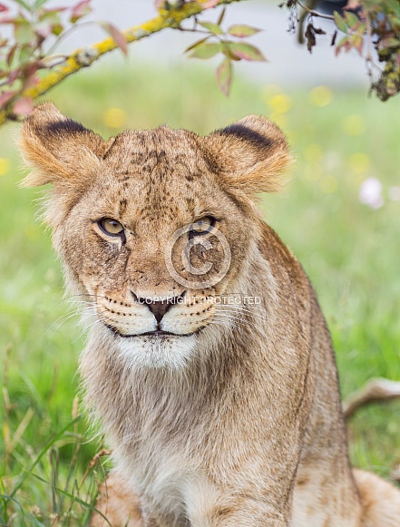 African Lion (young)