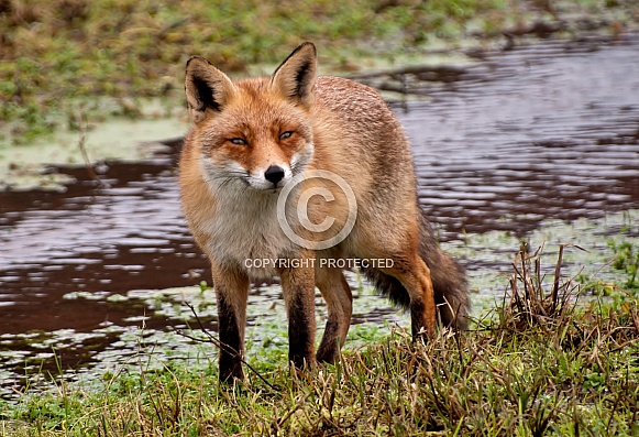 Red Fox