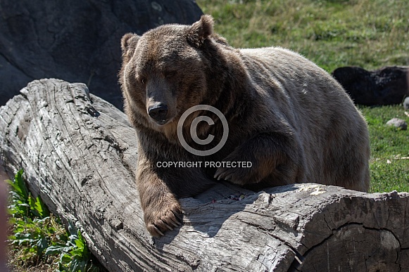 Grizzly Bear