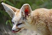 Portrait of a fennec