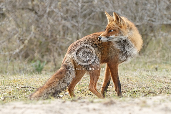 Red Fox Red Fox