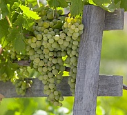 Grapes on the vine - Colchagua Valley - Chile