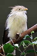 Guira cuckoo (Guira guira)