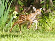 White tailed Deer