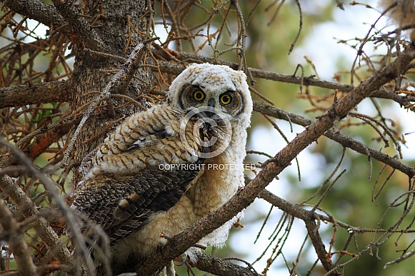 Great Horned Owl Great Horned Owl